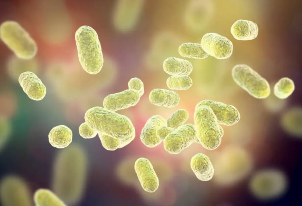 Ilustración de bacterias Escherichia coli en tonos verdes