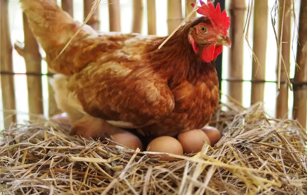 Gallina marrón incubando huevos sobre un nido de paja