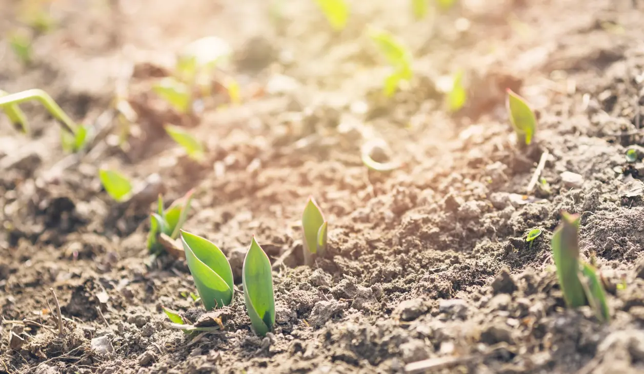 Brotes verdes germinando en la tierra al sol