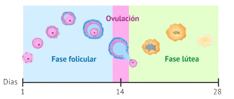 Esquema del ciclo ovárico: fase folicular, ovulación y fase lútea a lo largo de 28 días