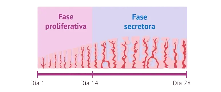 Esquema del ciclo endometrial: fase proliferativa y fase secretora
