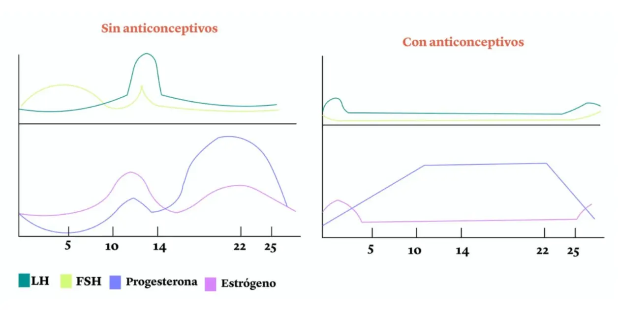 Gráficas de LH, FSH, progesterona y estrógeno en un ciclo sin y con anticonceptivos