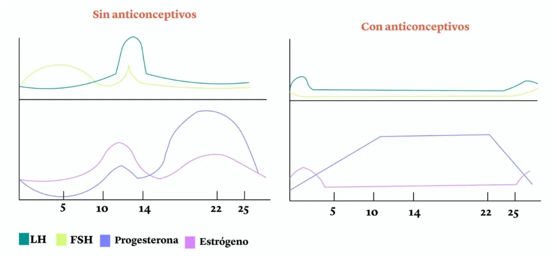 Gráficas de LH, FSH, progesterona y estrógeno sin y con anticonceptivos