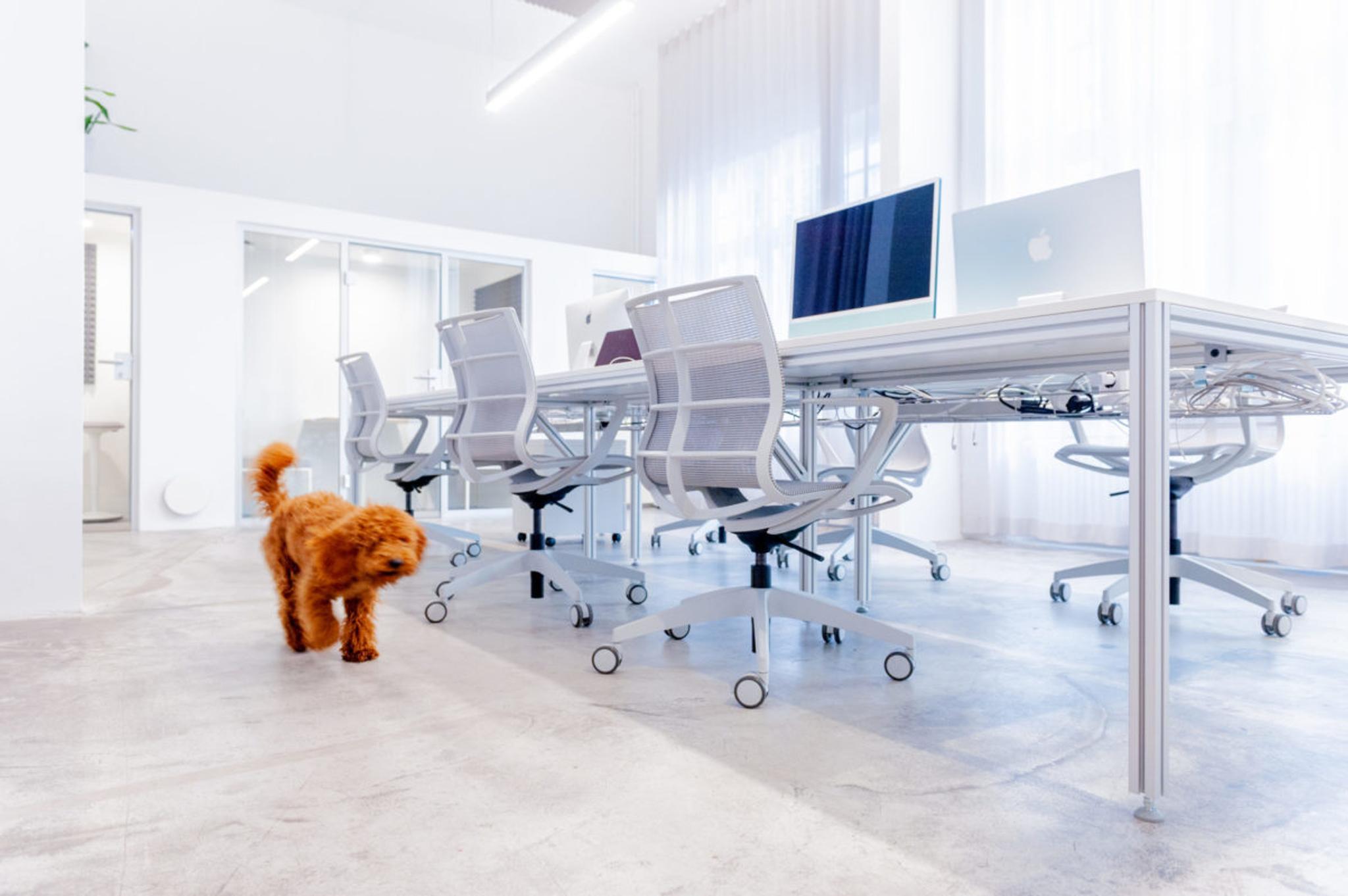 A cockapoo dog trots through the Battle Royal Studios office space.