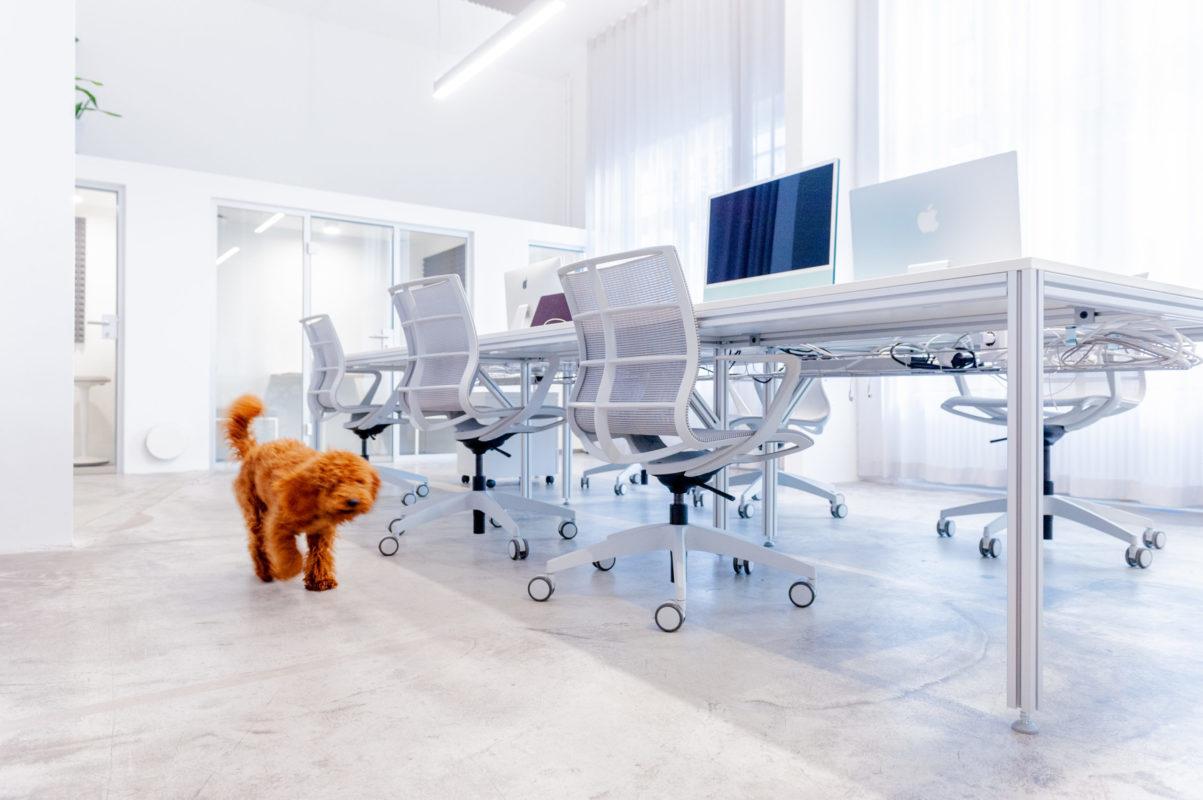 A cockapoo dog trots through the Battle Royal Studios office space.