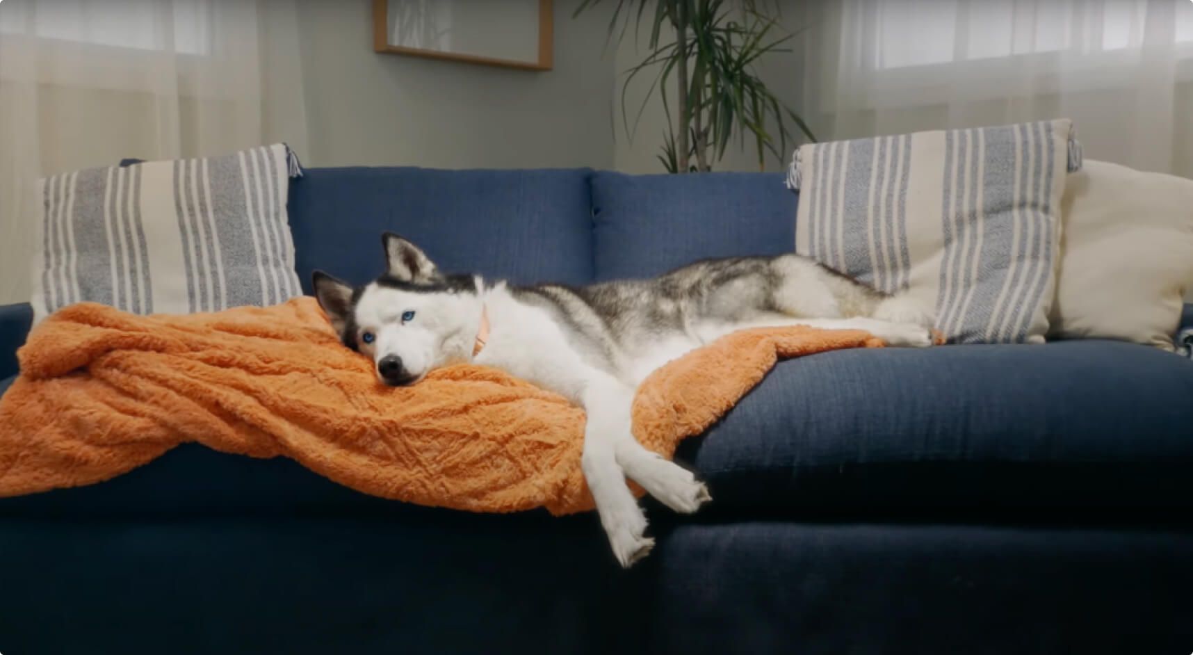 A gray-and-white huskie dog reclines peacefully on an orange blanket draped over a blue sofa