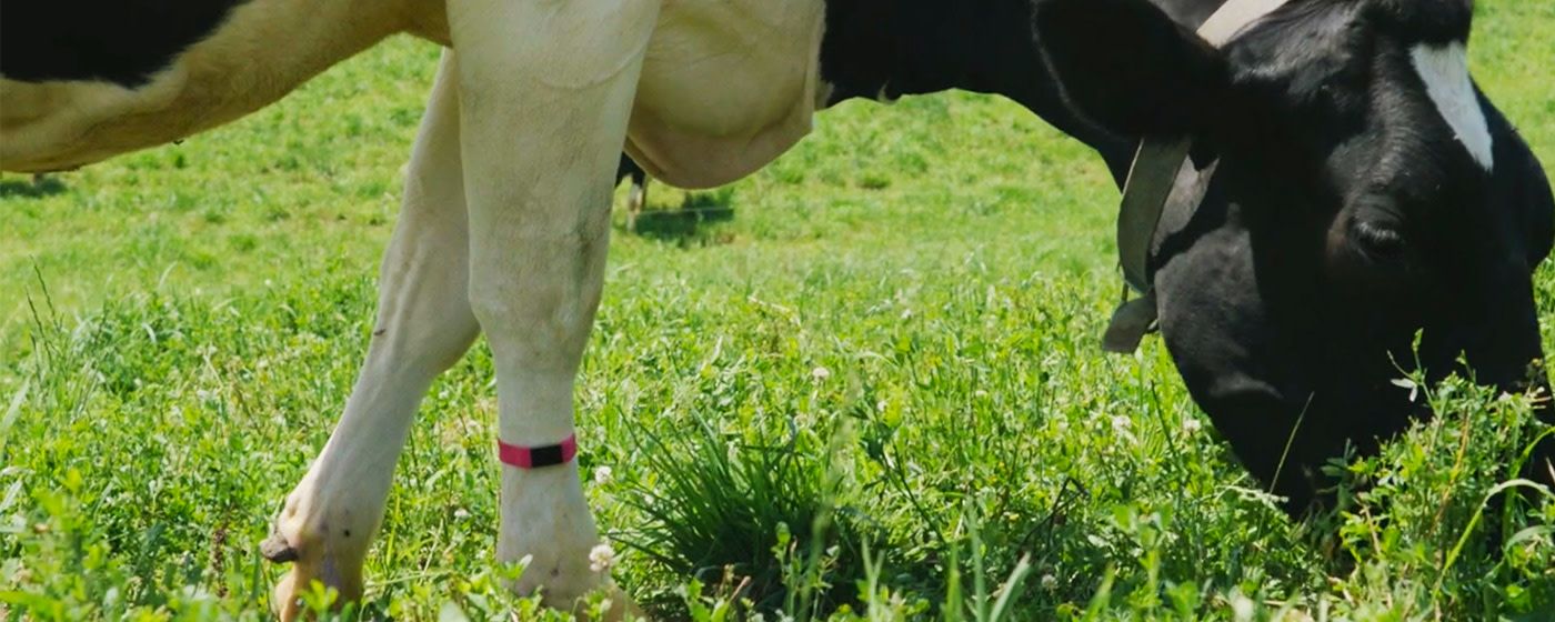 A close up photograph of a cow eating grass