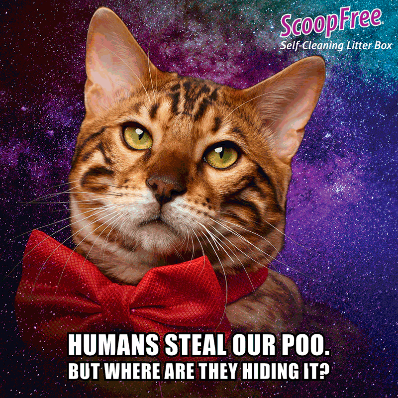 an orange cat with a red bowtie in front of a space background with type that says, "Humans steal our poo. But where are they hiding it?"