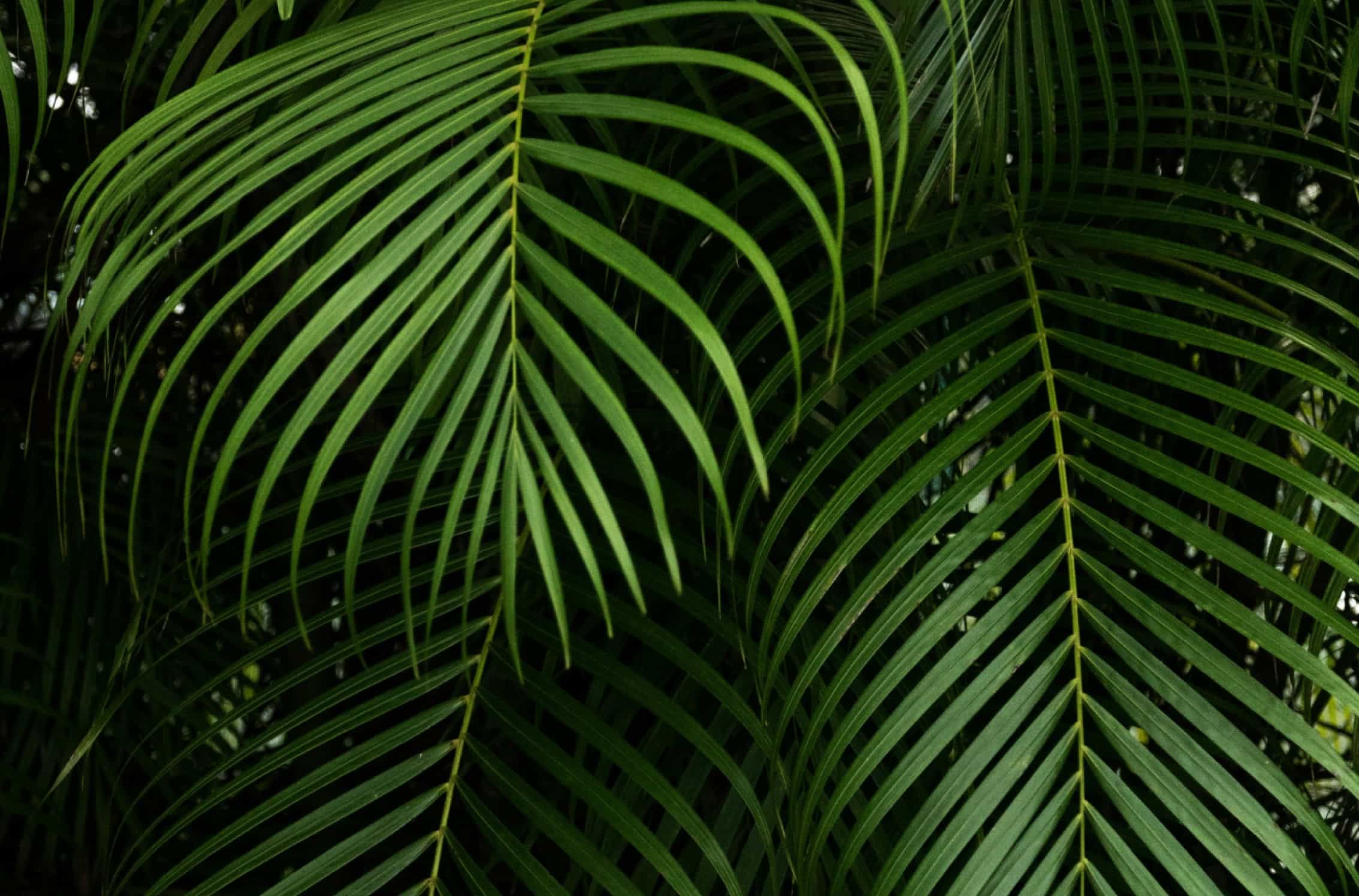 A striking close-up of vibrant, green palm fronds