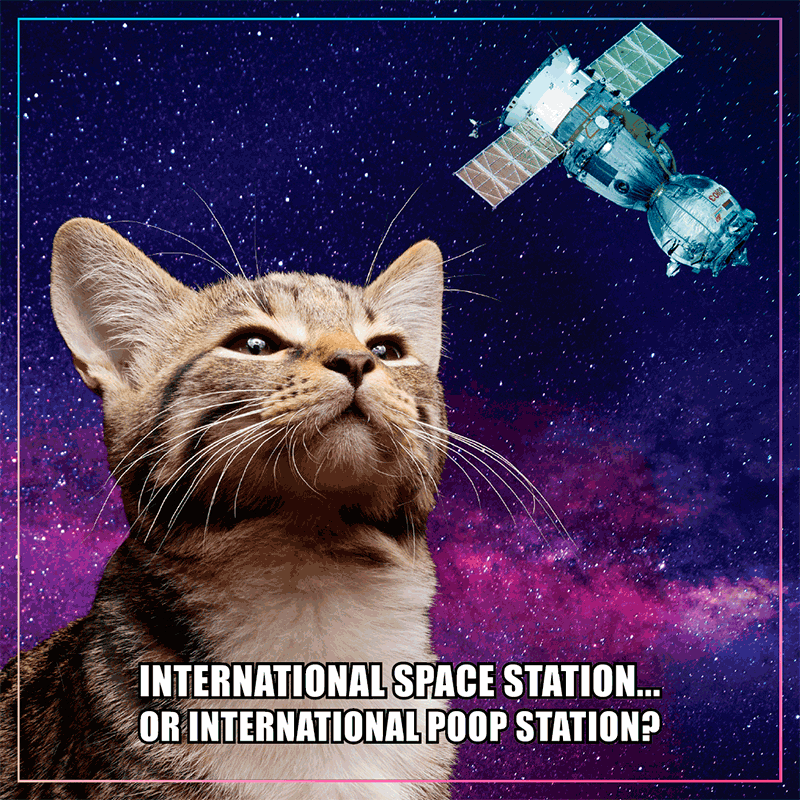 A cat in front of a space background with a satellite above its head and text that reads, "International space station... Or international poop station?"