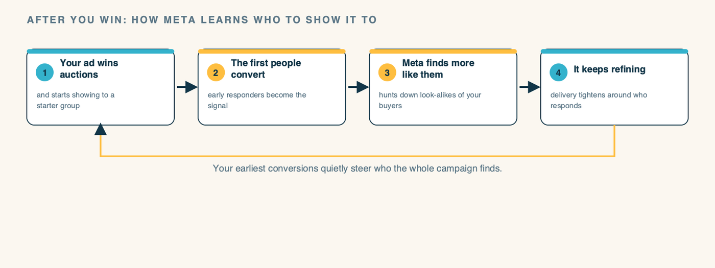 A diagram of the Meta delivery loop. Step 1: your ad wins auctions and starts showing. Step 2: the first people engage and convert. Step 3: Meta studies who those converters are and goes looking for more people like them. Step 4: it keeps refining, showing to look-alikes of your best responders. An arrow loops back, showing it compounds. A caption notes: your earliest conversions quietly steer who the whole campaign finds.