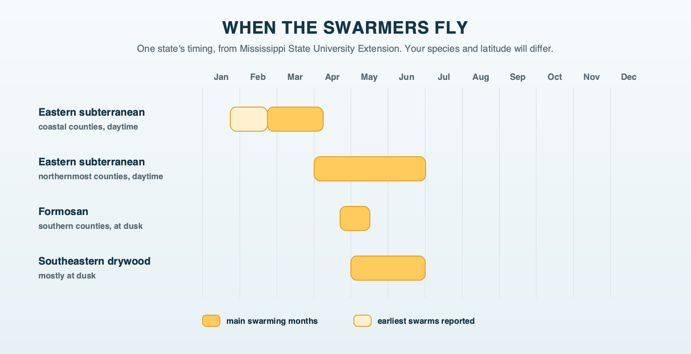 When the swarmers fly: months of swarming activity by termite species from Mississippi State University Extension, with eastern subterranean termites swarming from late January near the coast to June further north, Formosan termites from late April to mid-May at dusk, and southeastern drywood termites in May and June at dusk