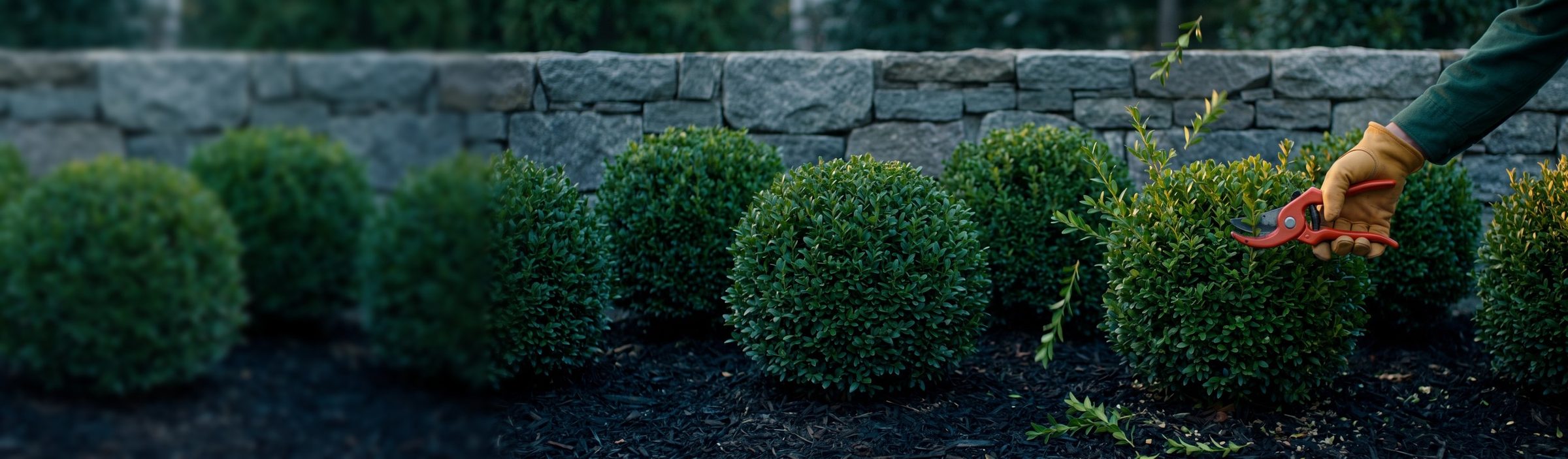A gloved hand with red bypass pruners snipping a wild shoot off a round clipped boxwood, cut sprigs falling onto dark mulch, in front of a fieldstone garden wall