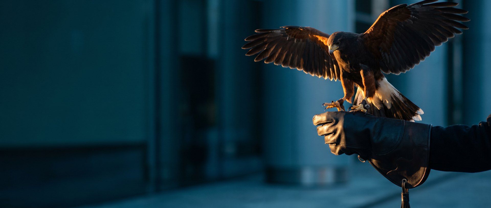 A hawk landing back on a falconer's gloved fist, wings spread wide and catching warm amber light against a deep teal background.