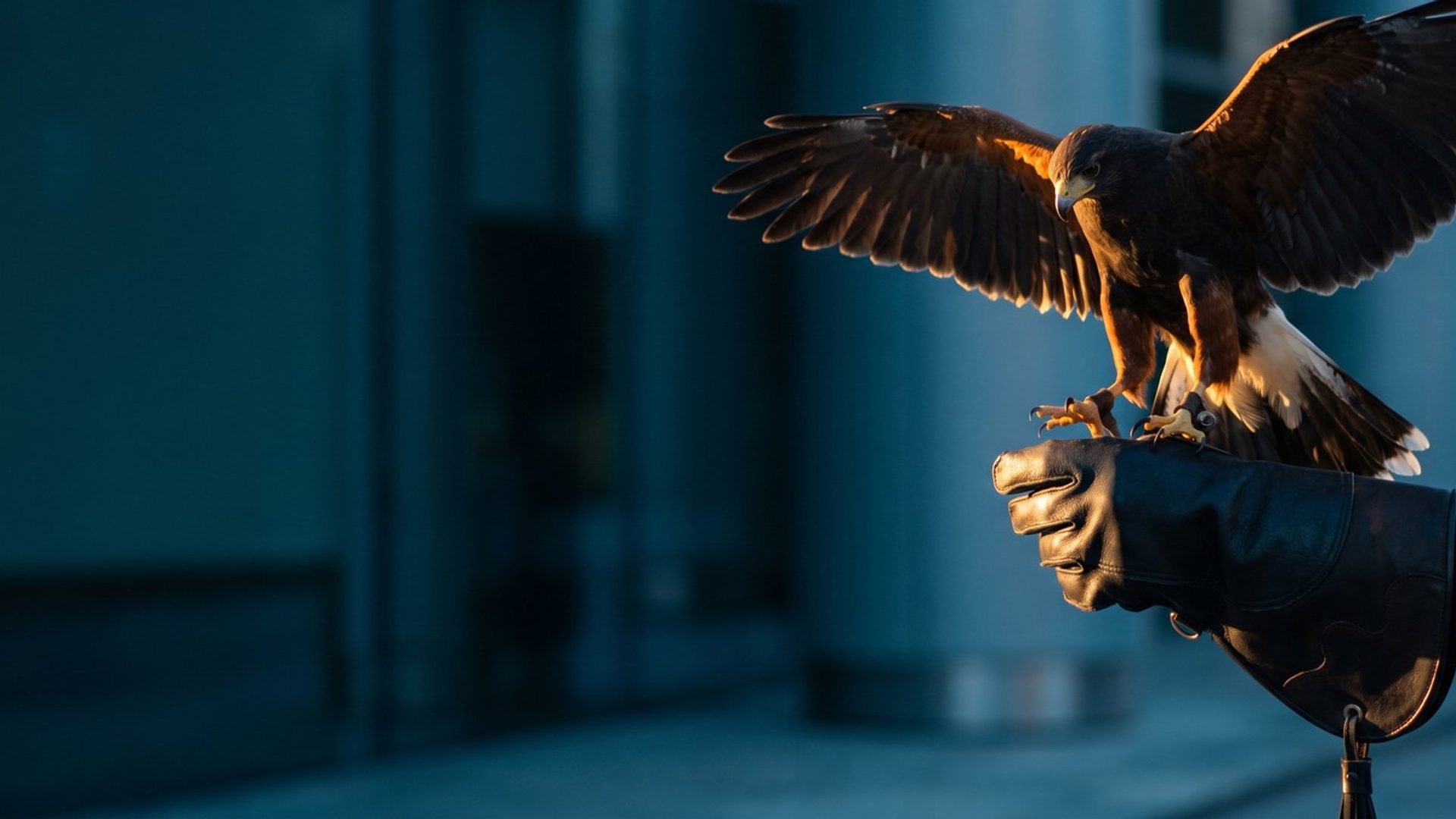 A hawk landing back on a falconer's gloved fist, wings spread wide and catching warm amber light against a deep teal background.