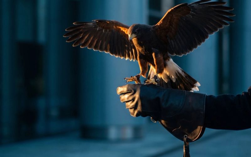 A hawk landing back on a falconer's gloved fist, wings spread wide and catching warm amber light against a deep teal background.