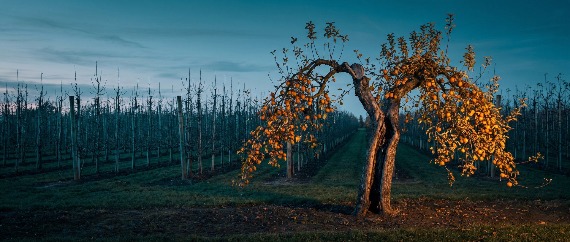 A gnarled old orchard tree heavy with fruit standing among rows of bare, neatly pruned young trees at dusk