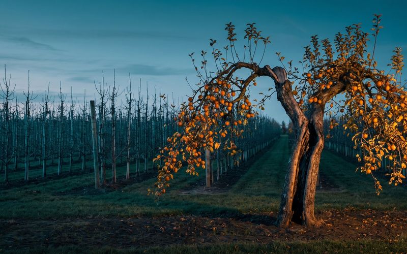 A gnarled old orchard tree heavy with fruit standing among rows of bare, neatly pruned young trees at dusk