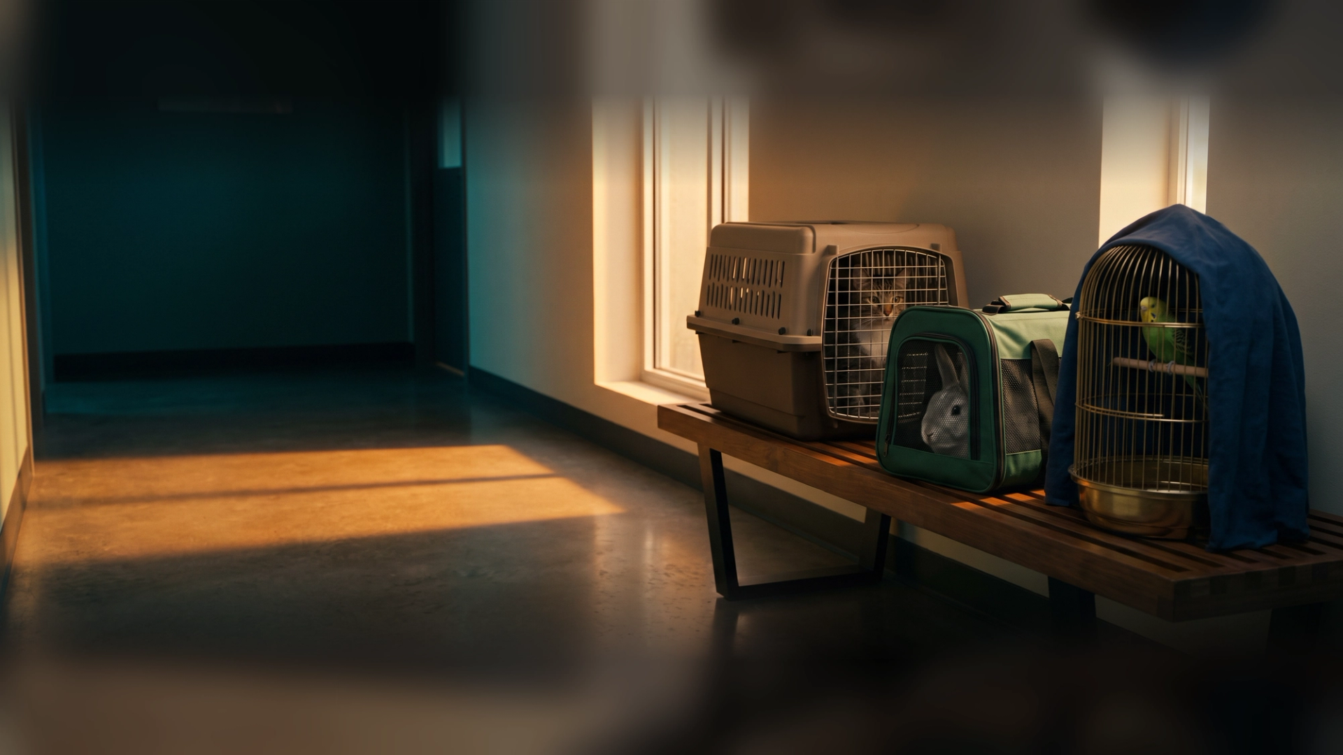 A cat carrier, a rabbit carrier and a half-covered birdcage with a parakeet waiting on a bench in a sunlit veterinary clinic hallway