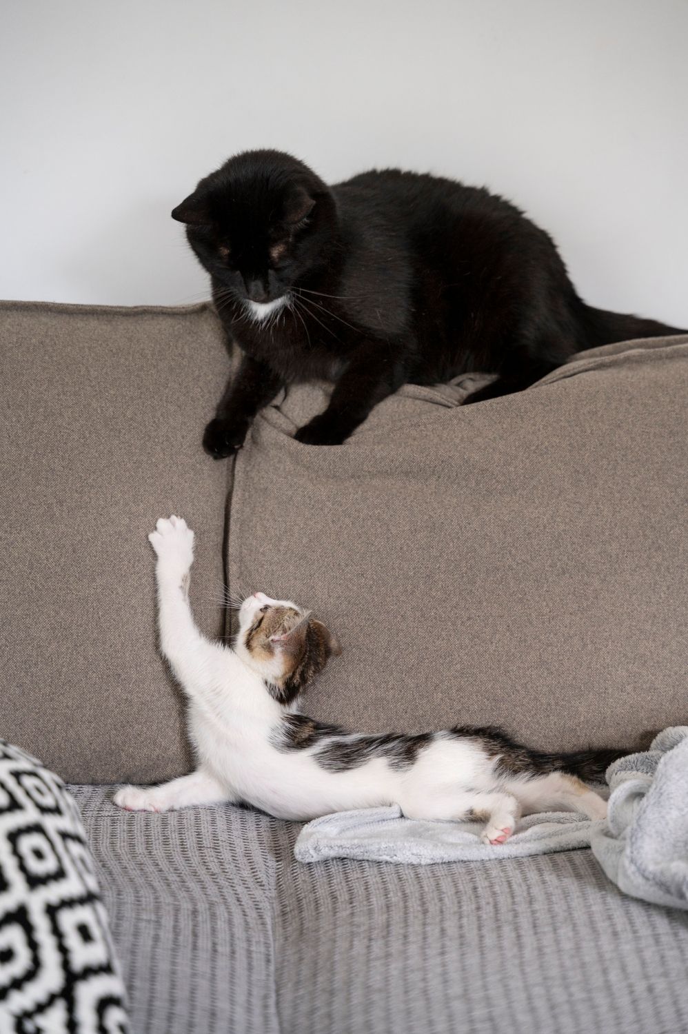 Your Cat and Home Design: Integrating Their Needs into Your Décor