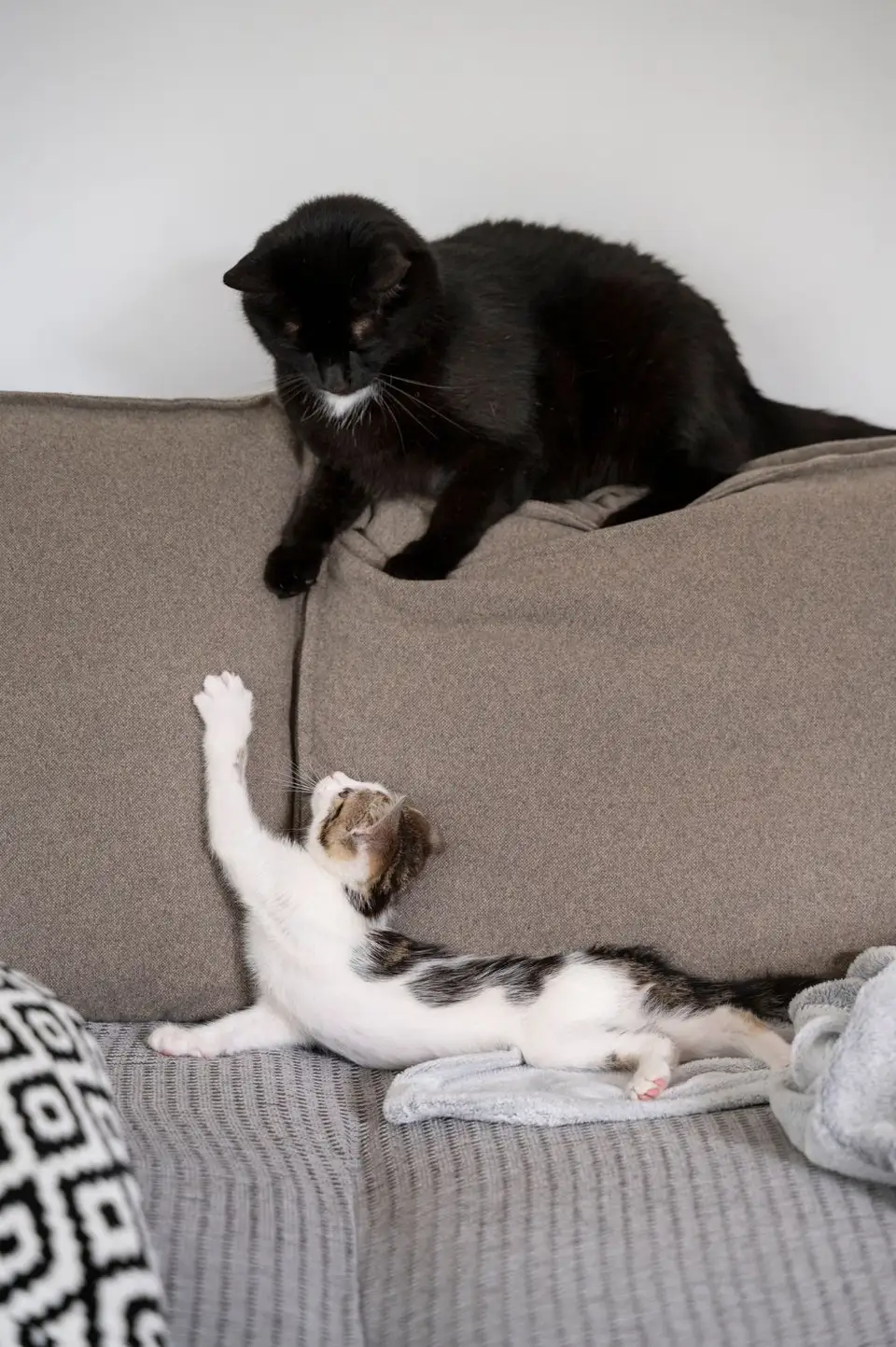 Your Cat and Home Design: Integrating Their Needs into Your Décor