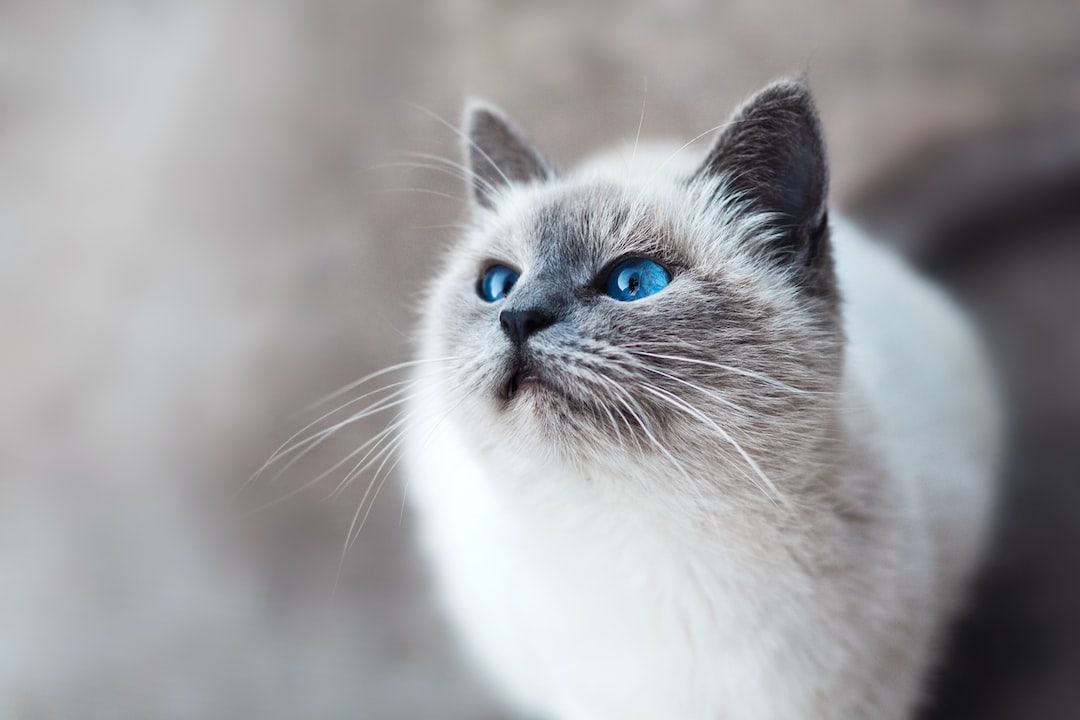 The Complete Guide to Cat Care: How to Have a Happy Cat