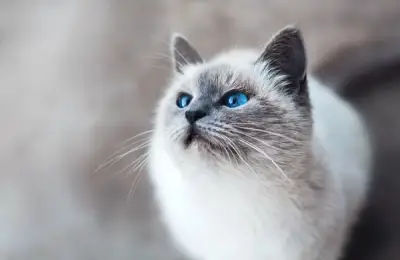 The Complete Guide to Cat Care: How to Have a Happy Cat