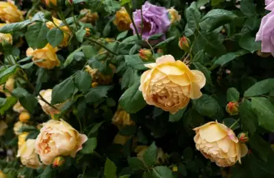 Cum să-ți usuci plantele cu Google (și cum să te oprești)