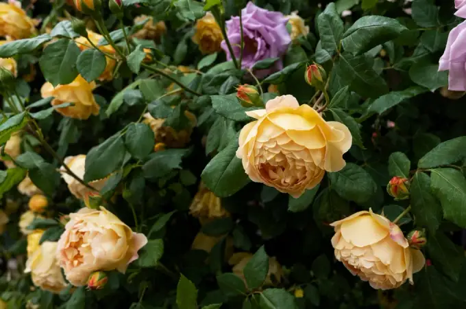Cum să-ți usuci plantele cu Google (și cum să te oprești)