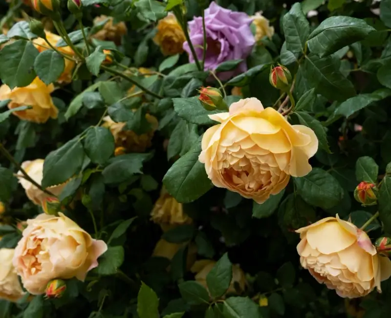 Cum să-ți usuci plantele cu Google (și cum să te oprești)
