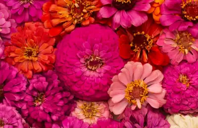 Essential Plants for Your Garden