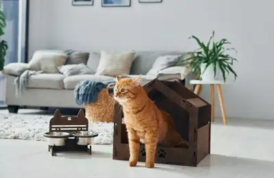 How to Furnish Your One-Bedroom Apartment for a Cat