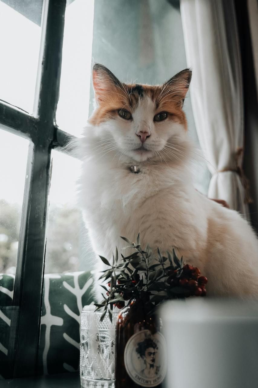 Creating a Cat-Safe Home: Things to Avoid and Smart Solutions