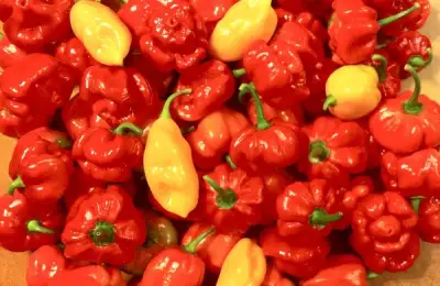 Tutorial: How to Plant Hot Peppers and Sweet Peppers? (VIDEO)