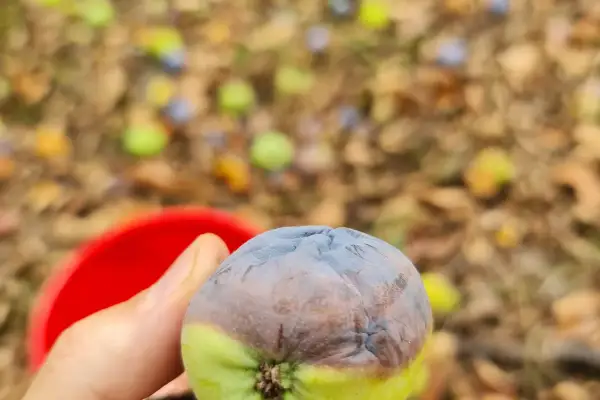 Secretul prin care ajuți plantele să înflorească de două ori pe sezon