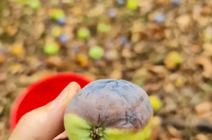 Secretul prin care ajuți plantele să înflorească de două ori pe sezon