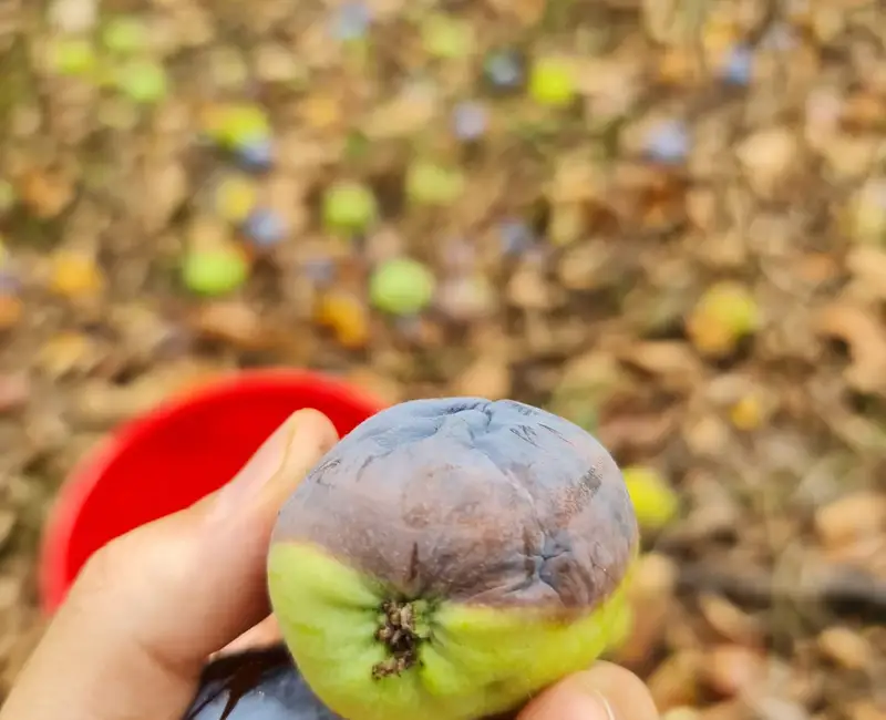 Secretul prin care ajuți plantele să înflorească de două ori pe sezon