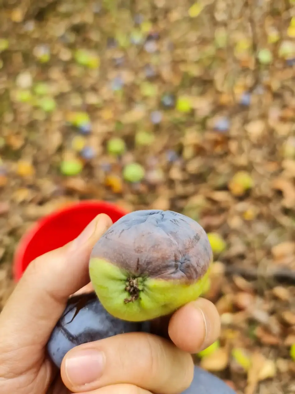 Secretul prin care ajuți plantele să înflorească de două ori pe sezon