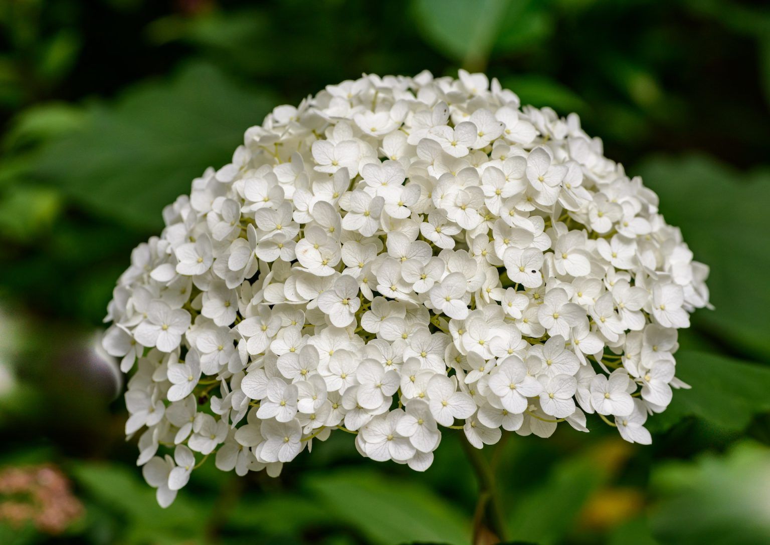 Plante cu flori albe pentru un decor hibernal