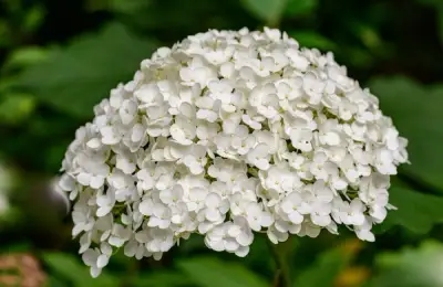 White Flowering Plants for a Winter Decor