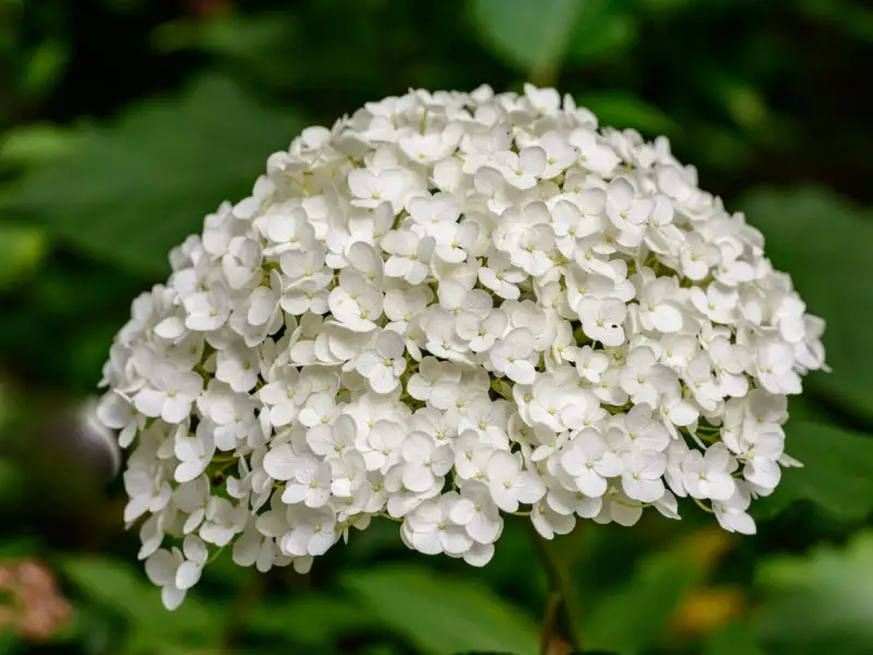 Plante cu flori albe pentru un decor hibernal