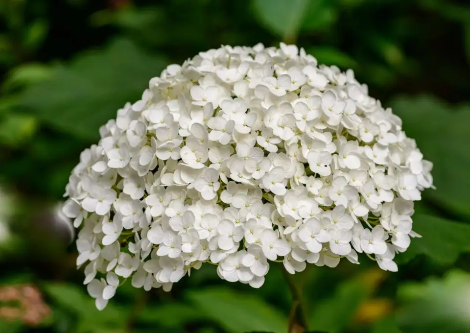 White Flowering Plants for a Winter Decor