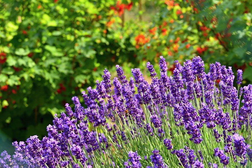 Top 6 cele mai rezistente plante ornamentale de exterior: