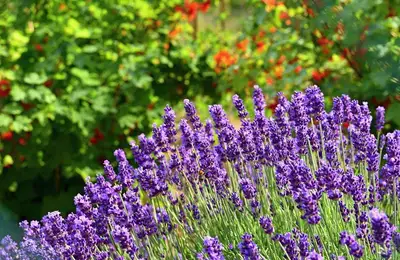 Top 6 Most Durable Ornamental Outdoor Plants