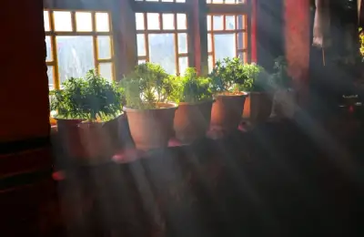 Caring for Plants with Low Natural Light