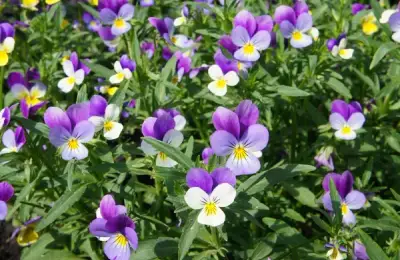 Panseluta Care and Benefits