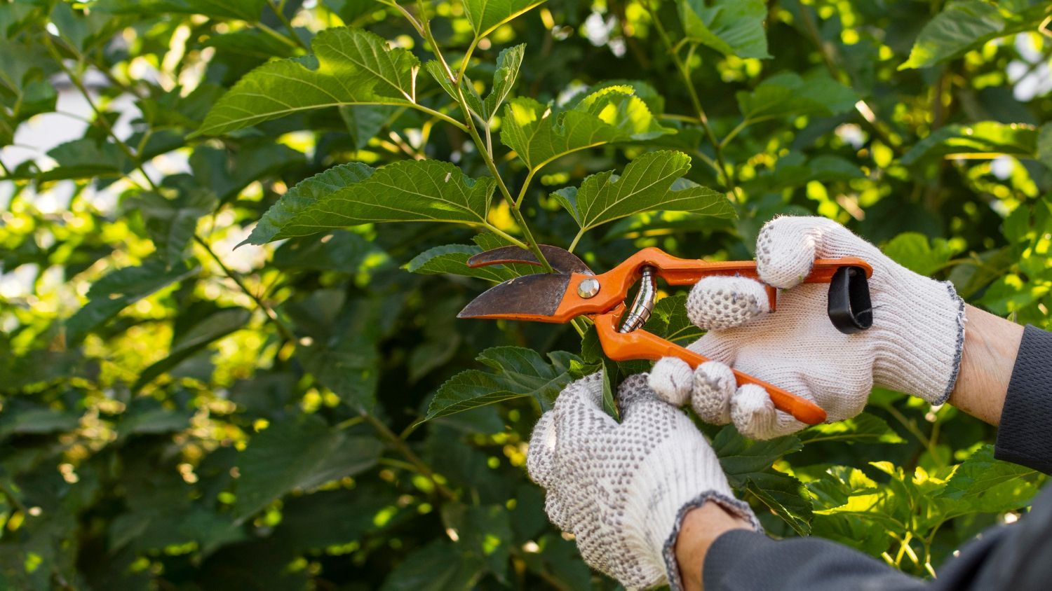 Tăieri regulate: Îndepărtează crengile uscate sau plantele bolnave pentru a menține sănătatea grădinii