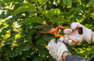 Regular Pruning: Remove Dead Branches or Diseased Plants to Maintain Garden Health