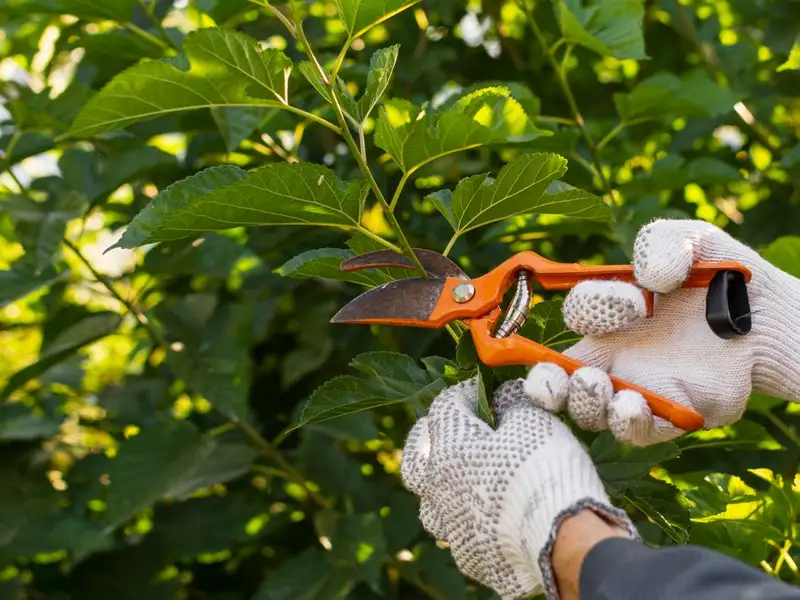 Tăieri regulate: Îndepărtează crengile uscate sau plantele bolnave pentru a menține sănătatea grădinii
