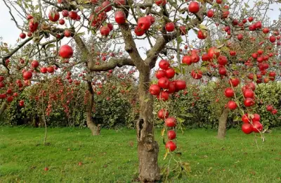 How to Plant a Fruit Tree?